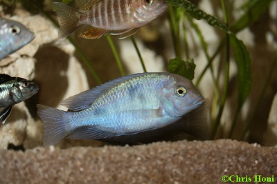 Cyrtocara moori (Blauer Delphinbuntbarsch) m