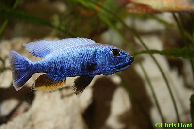 Sciaenochromis Fryeri Iceberg m