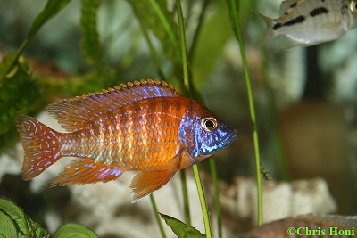 Aulonocara Red Rubin m