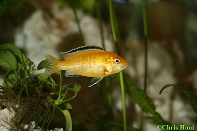 Labidochromis caeruleus (Gelber Labidochromis)
