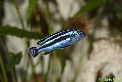 Melanochromis maingano (Stahlblauer MaulbrÃ¼ter)