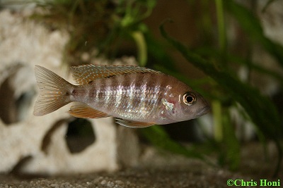 Aulonocara Jakobfreibergi w