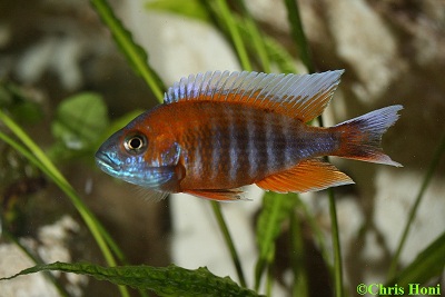 Aulonocara Jakobfreibergi m