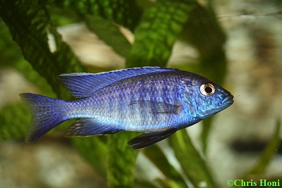Copadichromis azureus m