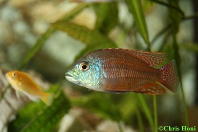 Protomelas â€œCape Mc Clearâ€ m