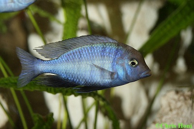 Cyrtocara moori (Blauer Delphinbuntbarsch) m
