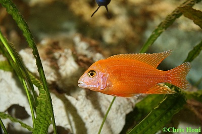 Aulonocara firefish m