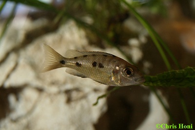 Otopharynx Lithobates w