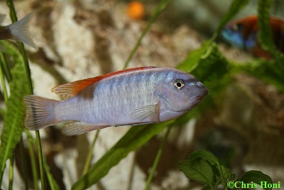 Labeotropheus trewavasae m