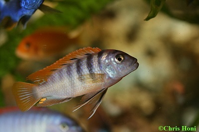 Labidochromis hongi m