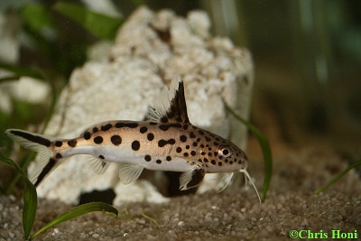 Synodontis multipunctatus (Kuckuckswels)