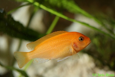 Pseudotropheus estherae red (roter Zebra)