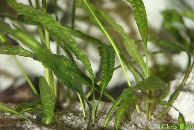 â€œCryptocoryne Aponogetifoliaâ€