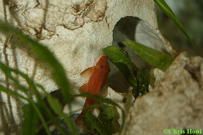 Ancistrus spec. L 144,